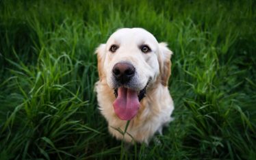 Cães são mais que amigos