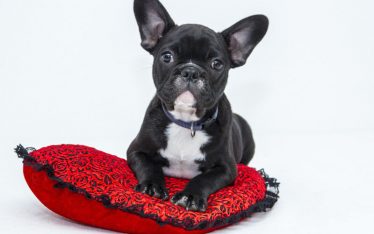 Cão da raça Pug