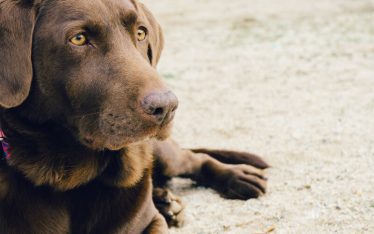 Cão raça Labrador