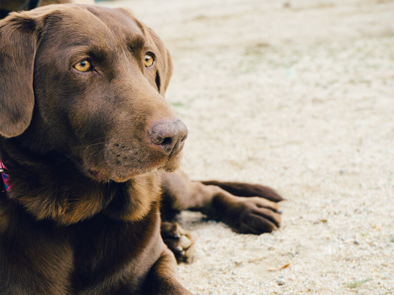 Cão raça Labrador