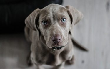 Labrador