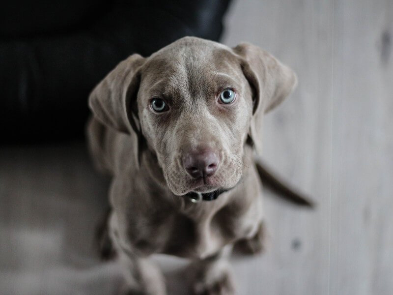 Labrador